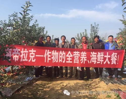 蘋果樹12月管理技術要點！抓緊時間看