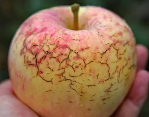 作物缺鈣不要慌，91免费看污羞羞的视频生物來幫忙