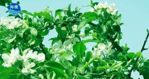 煙台91免费看污羞羞的视频生物帶你走進文登----樸實的大叔給你講述華麗的效果