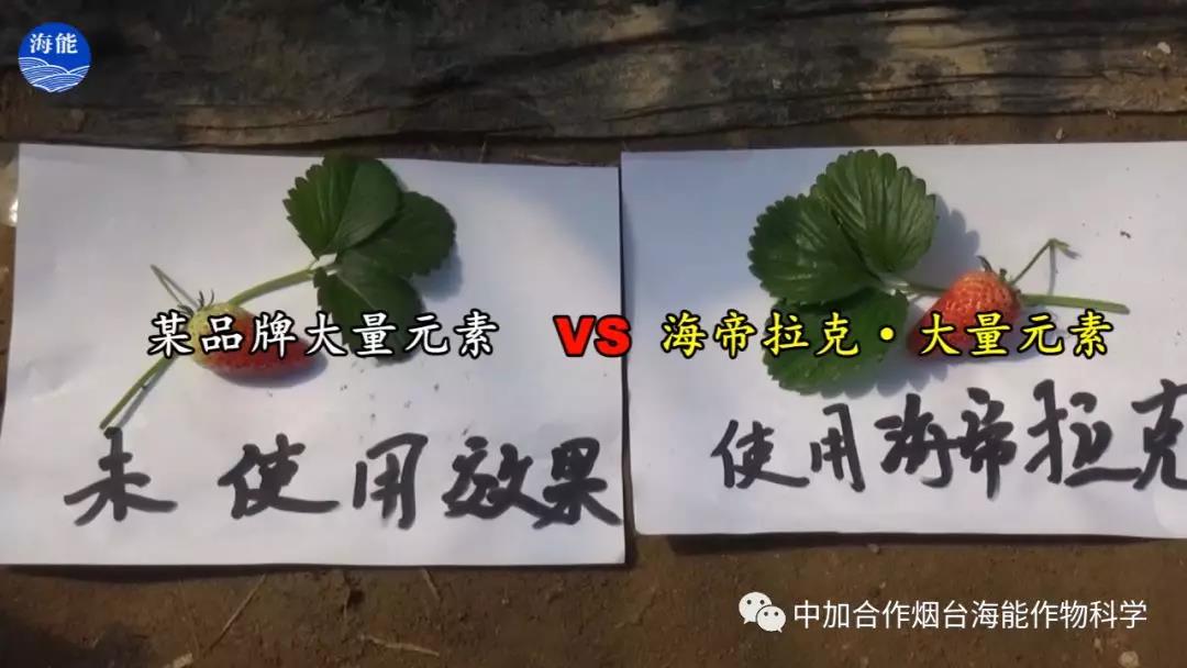 大量元素水溶肥 大量元素水溶肥