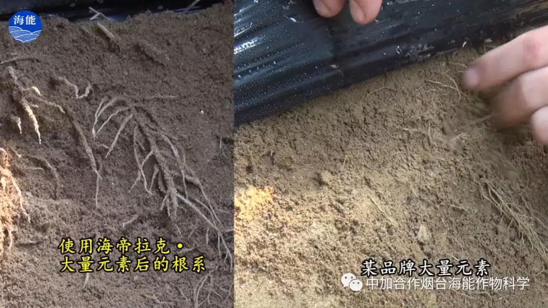 大量元素水溶肥 大量元素水溶肥