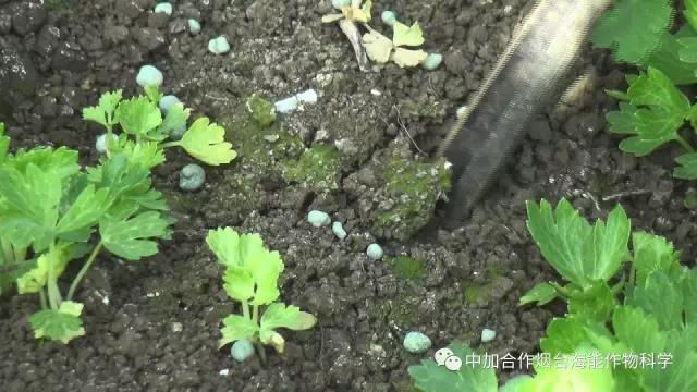 顆粒水溶肥 顆粒水溶肥