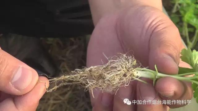 顆粒水溶肥 顆粒水溶肥