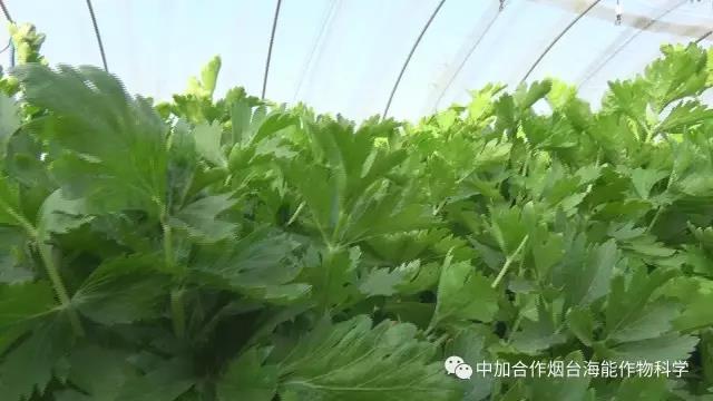 顆粒水溶肥 顆粒水溶肥