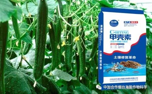 膨果水溶肥 膨果水溶肥