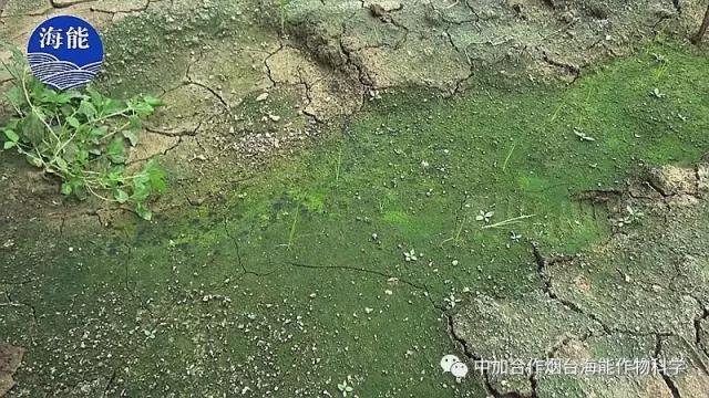 大量元素水溶肥 大量元素水溶肥