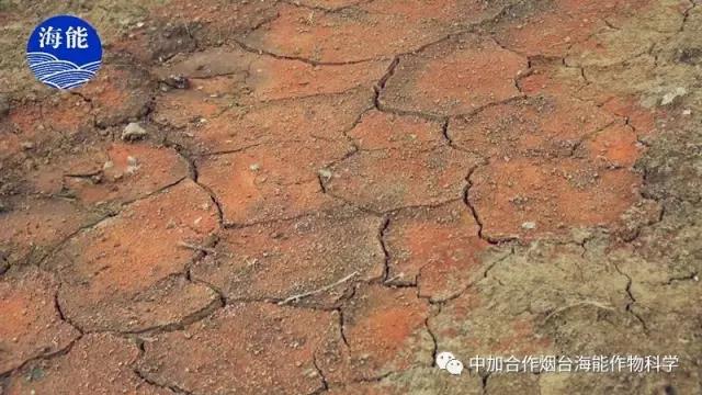 大量元素水溶肥 大量元素水溶肥