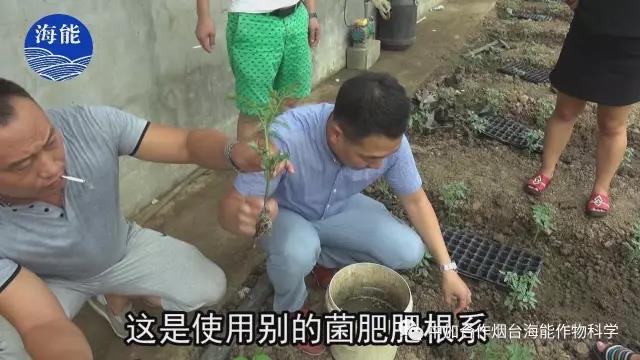 大量元素水溶肥 大量元素水溶肥