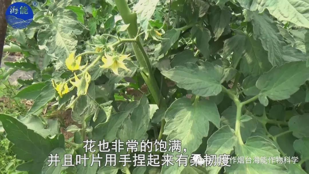 膨果水溶肥 膨果水溶肥