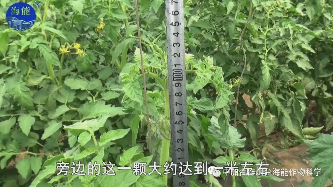 膨果水溶肥 膨果水溶肥