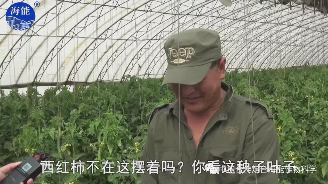 膨果水溶肥 膨果水溶肥