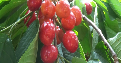 大量元素水溶肥 大量元素水溶肥