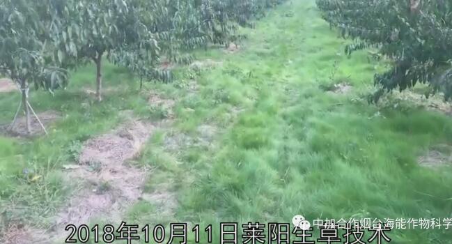 【實地探訪】-----山東萊陽高品質果園管理細節及“免開溝”水肥一體化運用 【實地探訪】-----山東萊陽高品質果園管理細節及“免開溝”水肥一體化運用