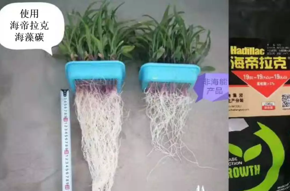 海帝拉克海藻碳的神奇功效！
