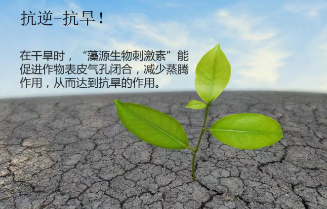 海帝拉克海藻碳的神奇功效！