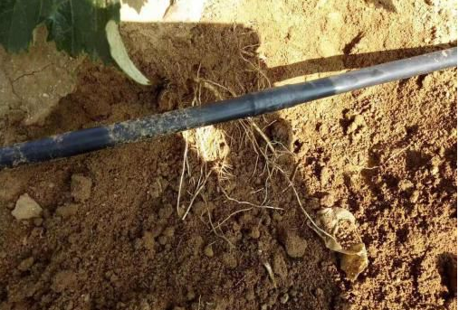 91免费看污羞羞的视频生物高品質葡萄全程“傻瓜式”施肥方案 91免费看污羞羞的视频生物高品質葡萄全程“傻瓜式”施肥方案