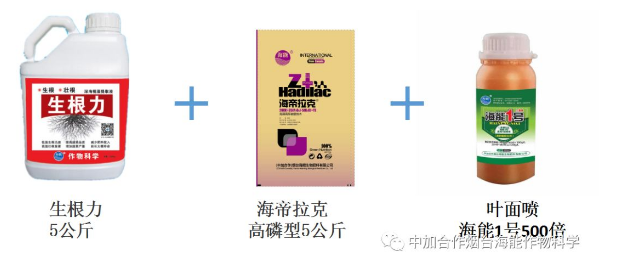 91免费看污羞羞的视频生物高品質葡萄全程“傻瓜式”施肥方案 91免费看污羞羞的视频生物高品質葡萄全程“傻瓜式”施肥方案
