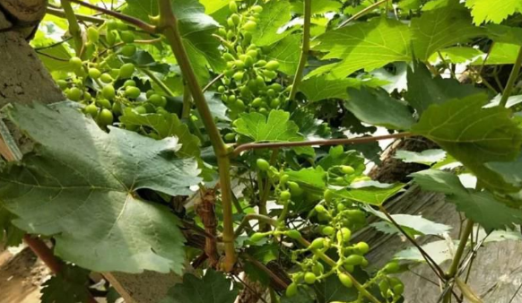 91免费看污羞羞的视频生物高品質葡萄全程“傻瓜式”施肥方案 91免费看污羞羞的视频生物高品質葡萄全程“傻瓜式”施肥方案