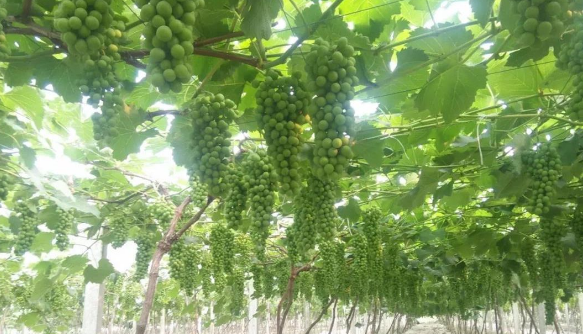 91免费看污羞羞的视频生物高品質葡萄全程“傻瓜式”施肥方案 91免费看污羞羞的视频生物高品質葡萄全程“傻瓜式”施肥方案