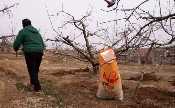 蘋果樹12月管理技術要點！抓緊時間看