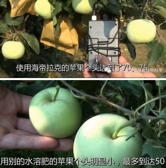 持續大旱突遇大雨侵襲果園 海帝拉克如何扭轉乾坤 持續大旱突遇大雨侵襲果園 海帝拉克如何扭轉乾坤