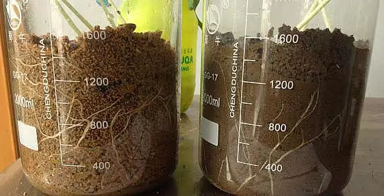 海帝拉克碳能菌劑試驗報告 海帝拉克碳能菌劑試驗報告