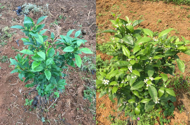 廣西省柳州市柳江區長塘鎮鷓鴣江村羅老板沃柑基地 廣西省柳州市柳江區長塘鎮鷓鴣江村羅老板沃柑基地