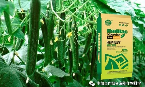 91免费看污羞羞的视频生物黃瓜全程施肥技術 91免费看污羞羞的视频生物黃瓜全程施肥技術