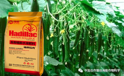 1684821338921227.jpg 1559025431137533.jpg